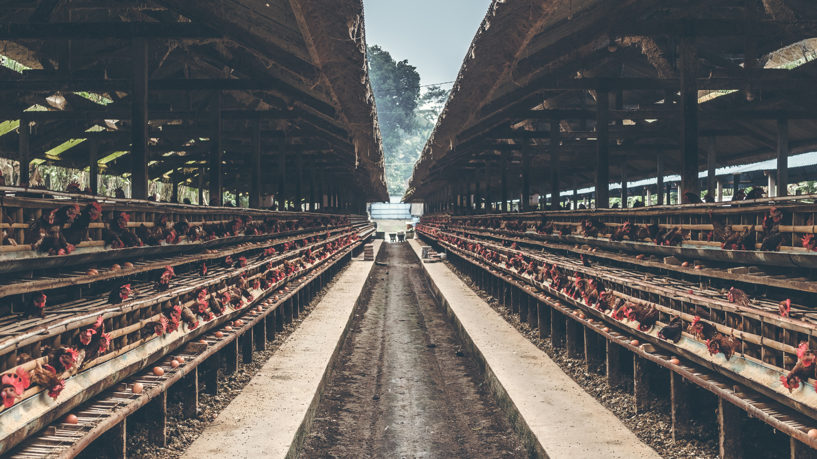 أعلاف عضوية